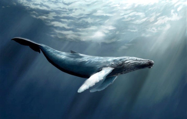 «Синий кит» – смертельная игра из соцсетей для подростков. Родители, будьте особенно внимательны!